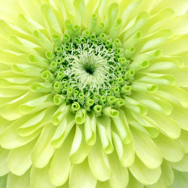 A close-up photograph of a lime green zinnia flower. The concentric layers of rounded petals gradate from bright green at the center to pale yellow at the edges.