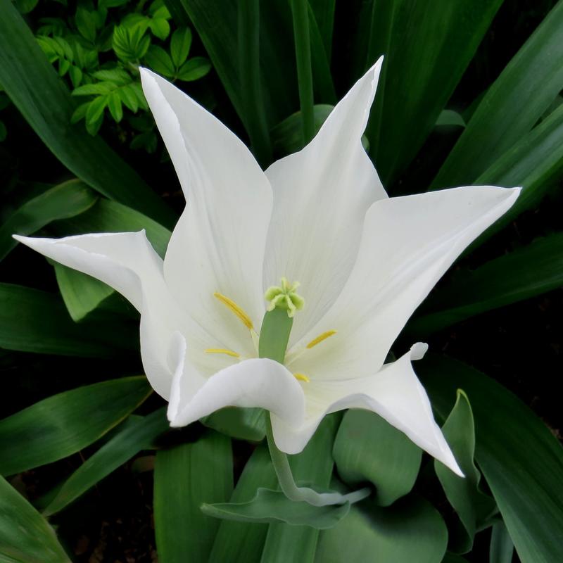 Center focus: a white tulip whose petals form a perfect star. Soft green leaves surround it.