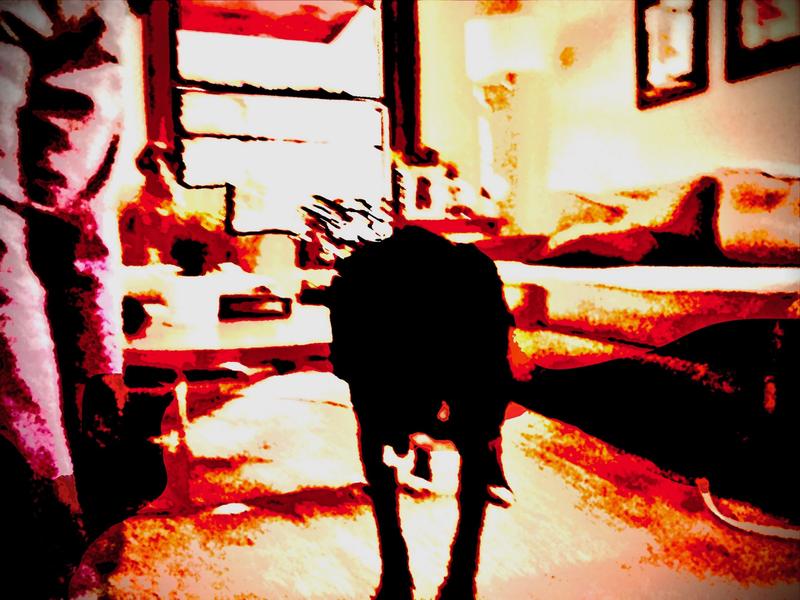 There is an outline of a dog in the forefront. To shadow image in in a what appears to be a burred room with a couch to the right and a window in the background. The colors are orange and red with dark shapes on the left side.