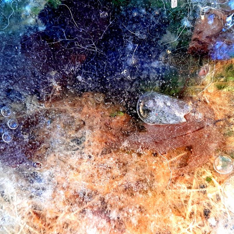 An extreme closeup photograph of clear, thin ice over colorful plant material left from the previous growing season that at first glance appears to be a galaxy.